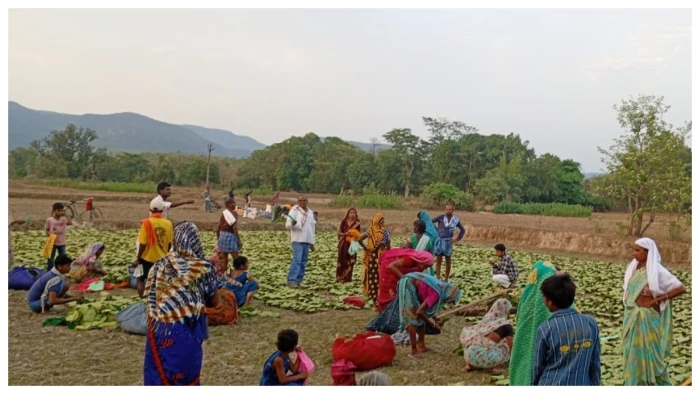 कटघोरा और कोरबा में तेंदूपत्ता संग्रह ने बनाया रिकॉर्ड, वन समितियों को मिला बड़ा लाभ