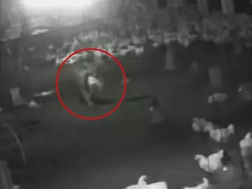 तेंदुए का आतंक: पोल्ट्री फार्म में घुसकर 10 मुर्गियों का किया शिकार, घटना CCTV में कैद