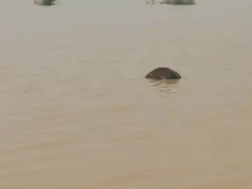 रायगढ़ में हाथी के शावक की मौत, नदी किनारे मिला शव; वन विभाग जांच में जुटा